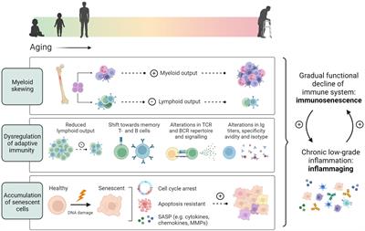 Adaptive immunity and atherosclerosis: aging at its crossroads